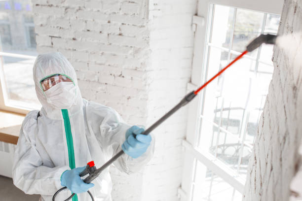 Best Basement Mold Removal  in Batesburg Leesville, SC