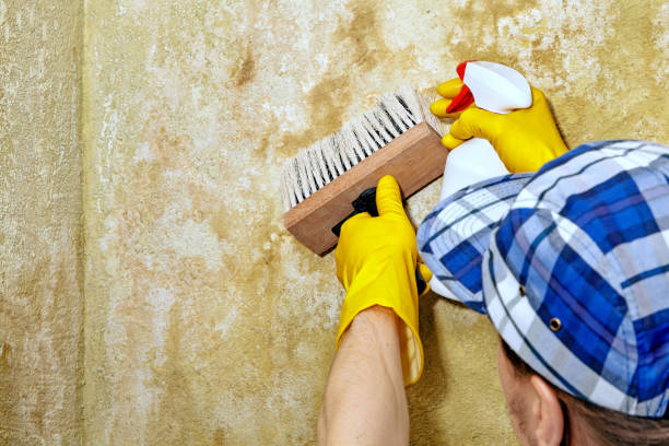 Best Attic Mold Removal  in Batesburg Leesville, SC
