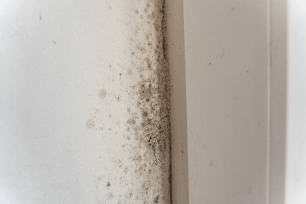 Best Industrial Mold Remediation  in Batesburg Leesville, SC